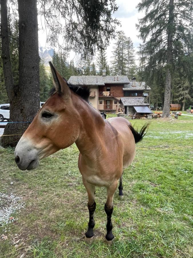 Wildhomes Wild Wolf Lodge Courmayeur Esterno foto