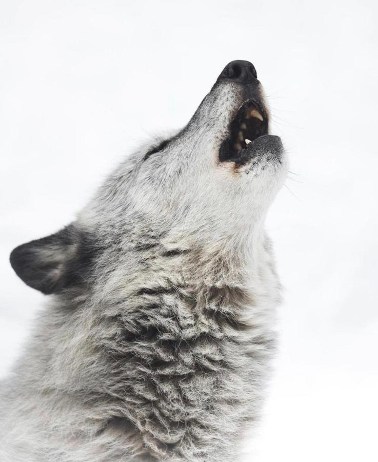Wildhomes Wild Wolf Lodge Courmayeur Esterno foto