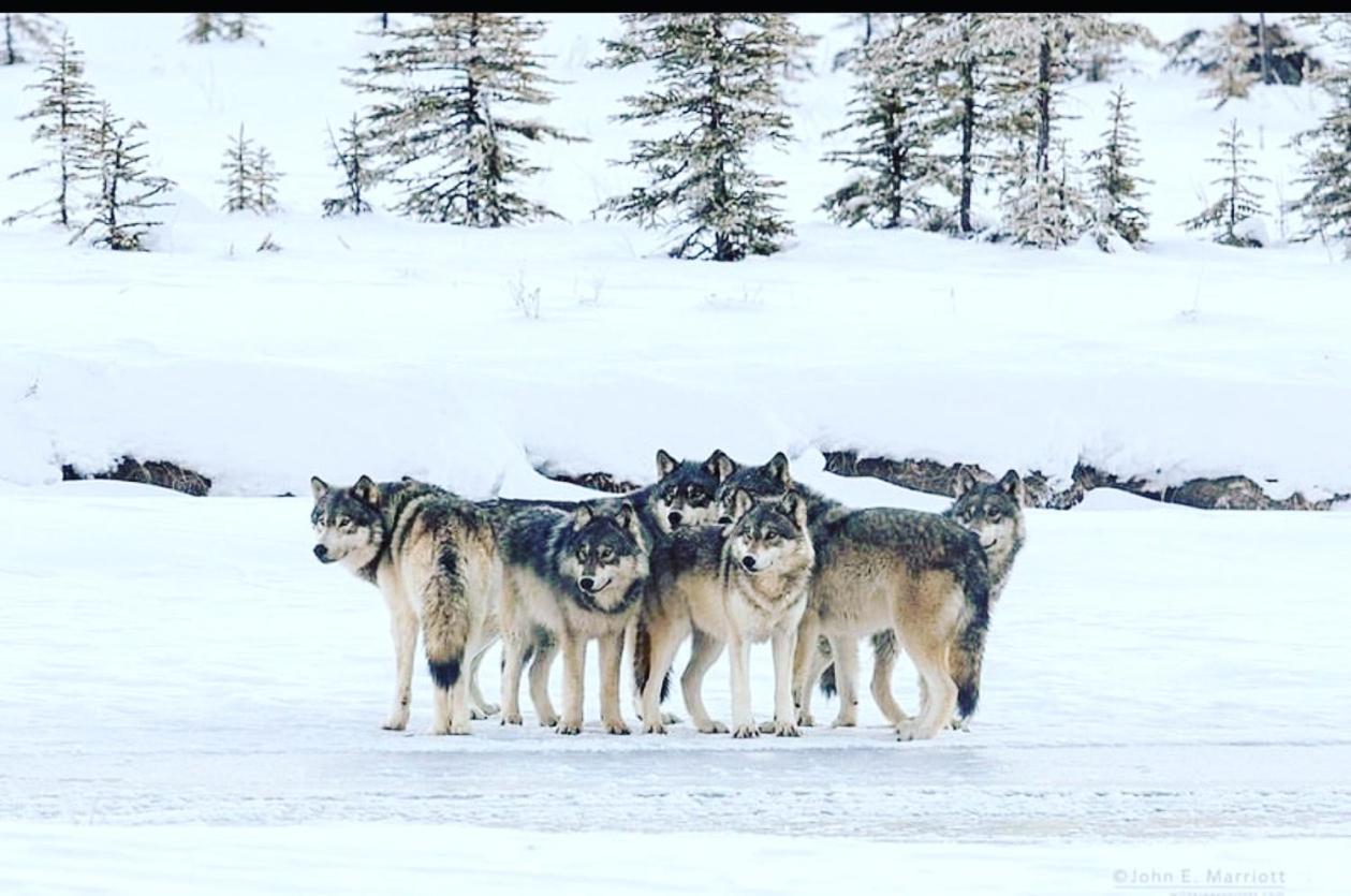 Wildhomes Wild Wolf Lodge Courmayeur Esterno foto